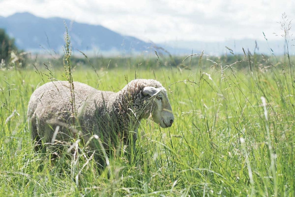 Farm to Needle