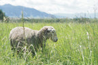 Farm to Needle