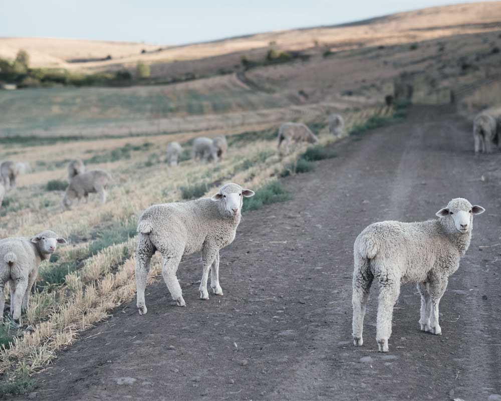 Farm to Needle