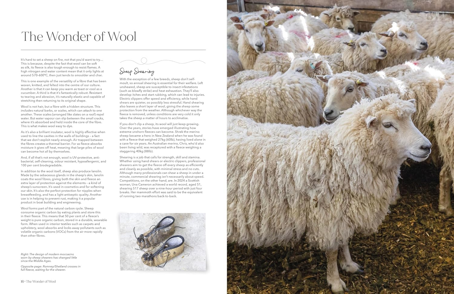 The Wonder of Wool: A Knitter's Guide to Pure Breed Sheep