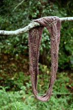 Botanical Knits